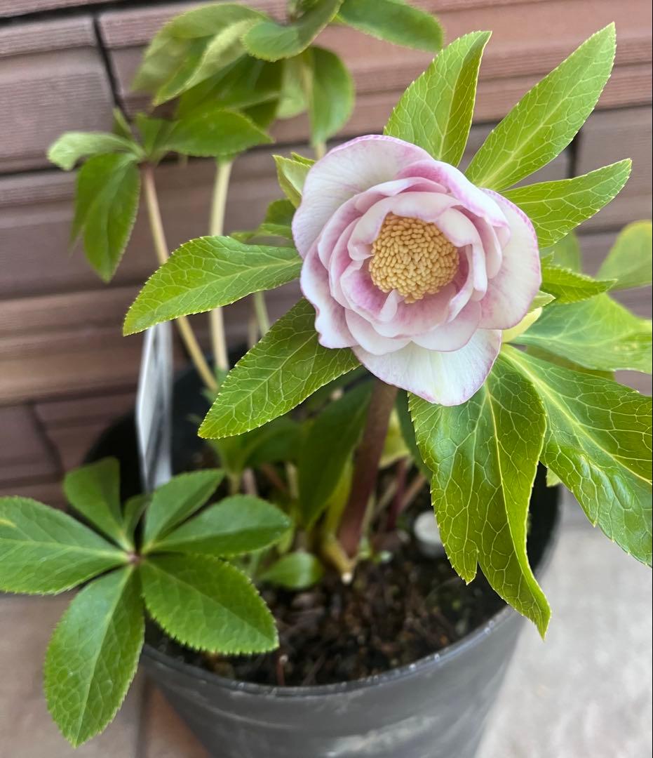 広瀬園芸 クリスマスローズ ホワイトピンクボカシdd