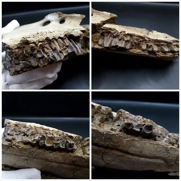 グリポサウルス 化石 デンタルバッテリー 上顎 本物 209mm fr25