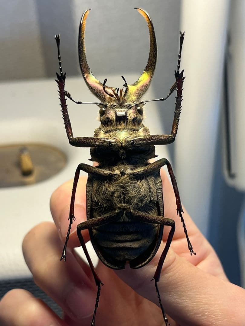 【81mm】ギガンテウスシワバネクワガタ 昆虫標本 ニジイロクワガタ
