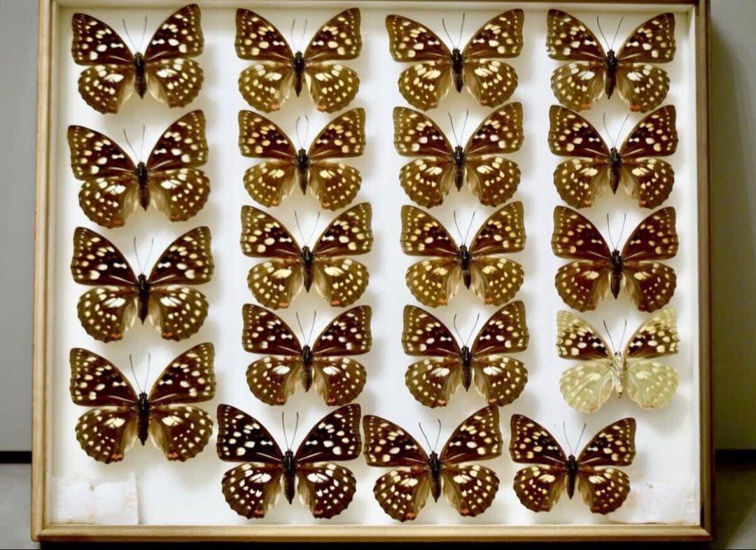 蝶標本 オオムラサキ　日本国産 産地別コレクション 研究用 大型ドイツ箱