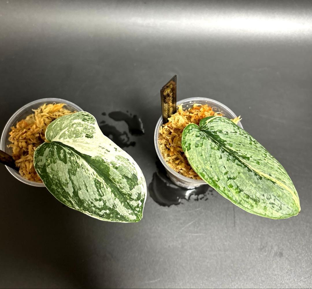 (まに商品)スキンダプサス　セット　a1