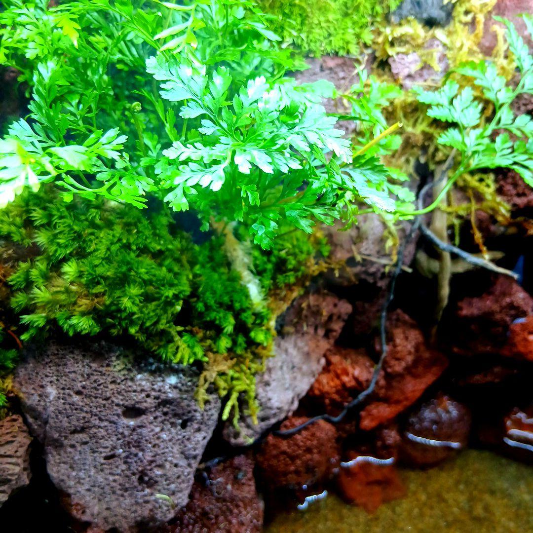 アクアテラリウム水槽 完成品 中型 赤溶岩石レイアウト