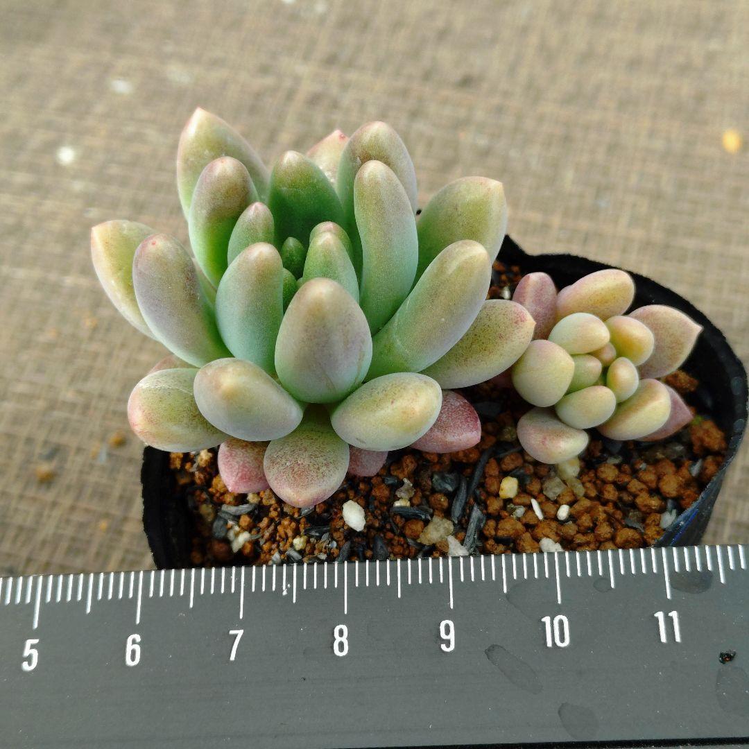 ぽ*と様 乙女心×tobarensis,Tobar 多肉植物抜き苗うに