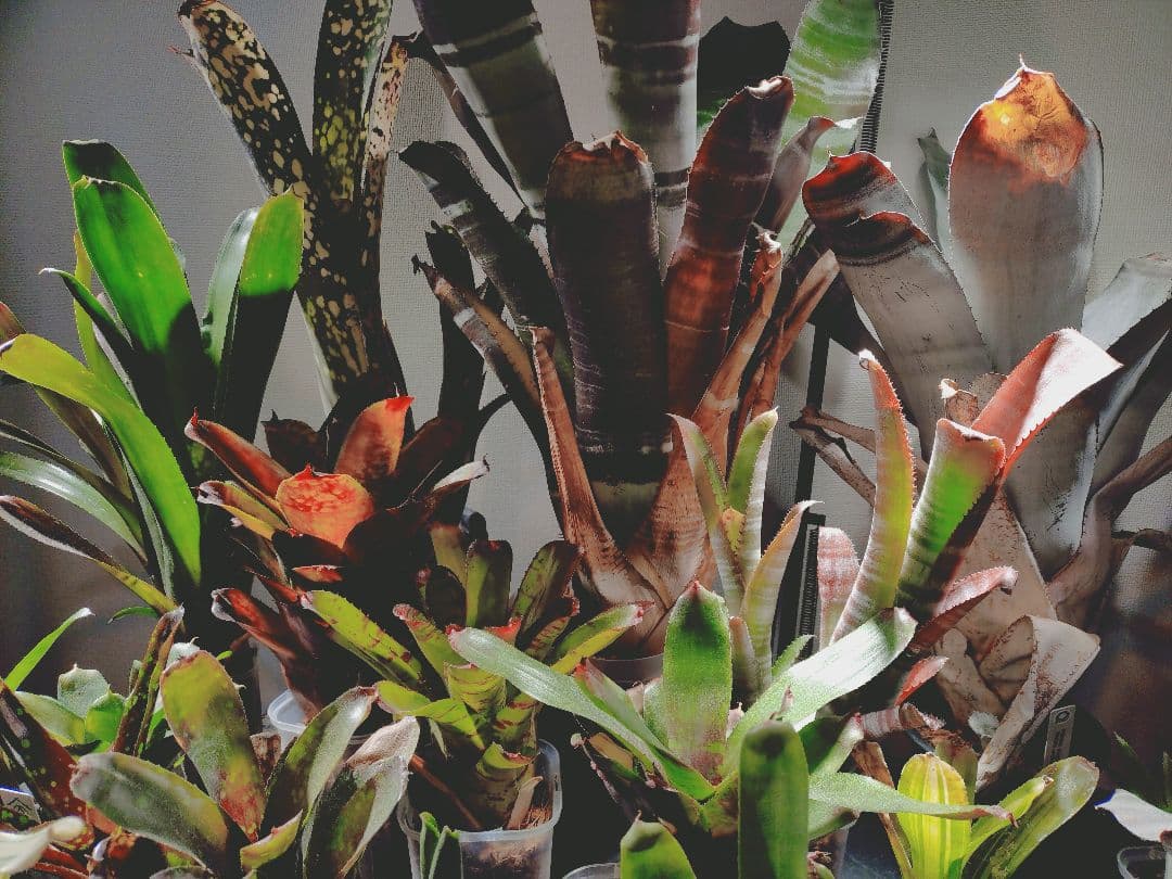 タンクブロメリア まとめ売り！引き取り限定