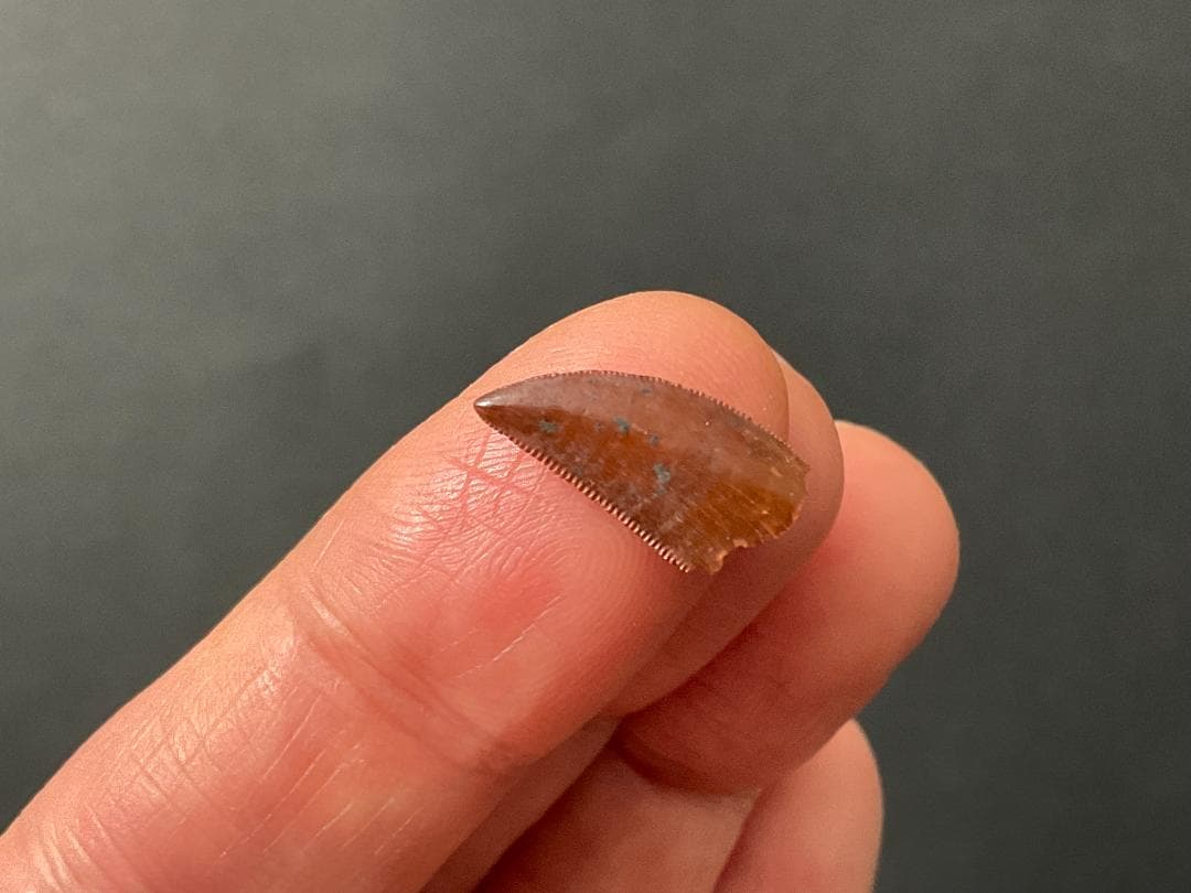 恐竜の歯 化石 [DS359] アベリサウルス 恐竜の化石