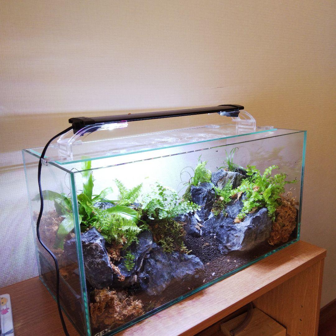 【受注生産】アクアテラリウム　カニリウム　イモリウム　苔　水槽　苔テラリウム