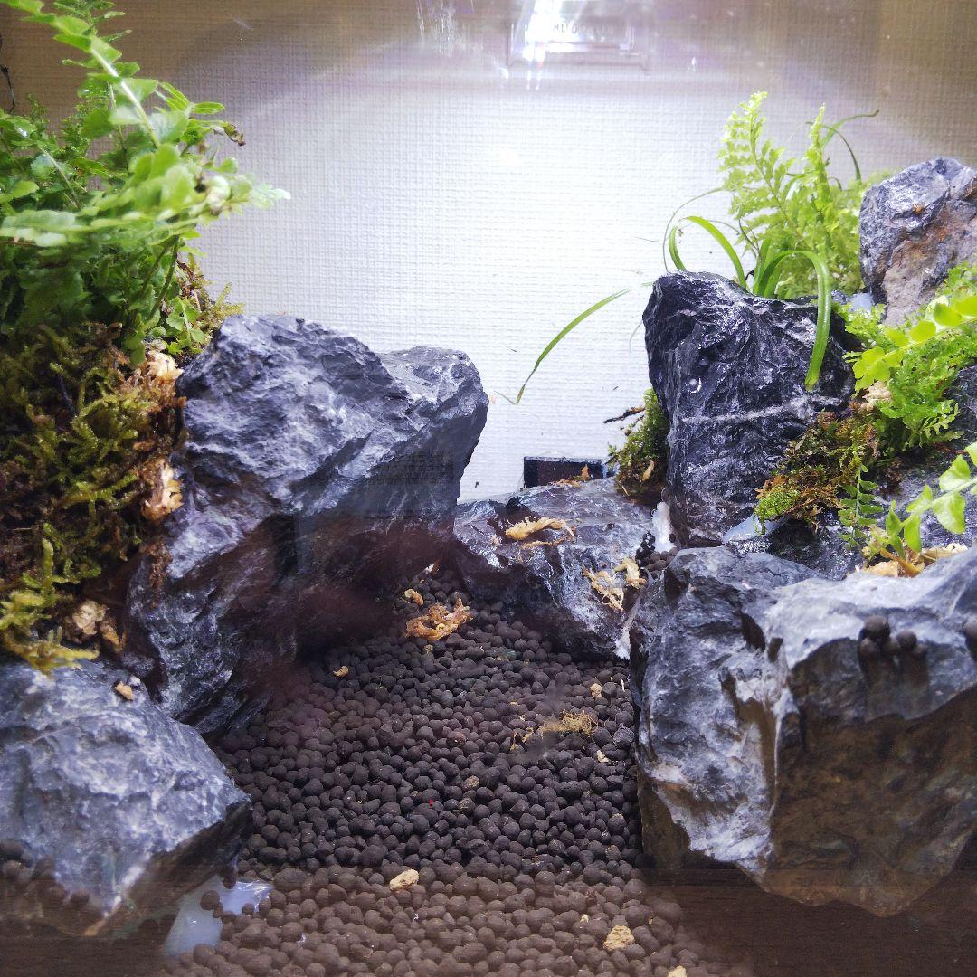 【受注生産】アクアテラリウム　カニリウム　イモリウム　苔　水槽　苔テラリウム
