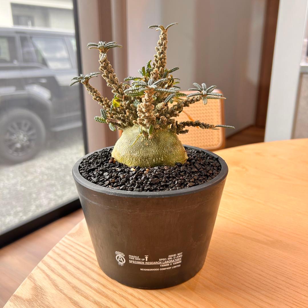 ト*ー様 ドルステニアギガスブラータ　塊根植物　グラキリス　パキプス　ギガス　ブ