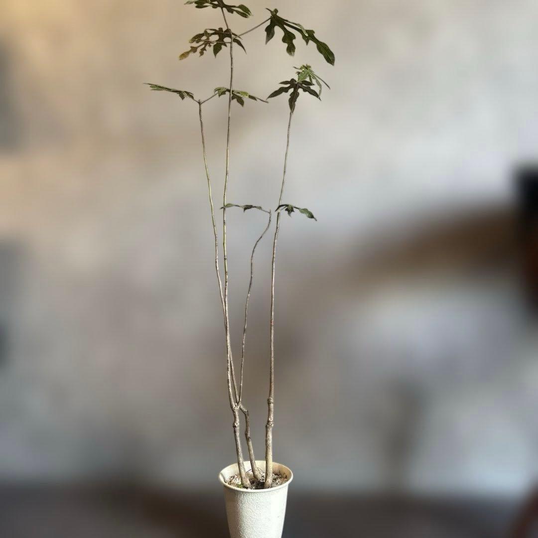 ボトルツリー 2026希少ブラキキトン ディスカラー新芽でてます 鉢付き