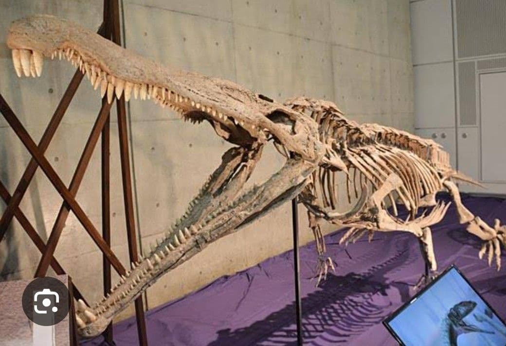 【激レア美麗】フィトサウルス類レドンダサウルスの装甲（スクート）化石