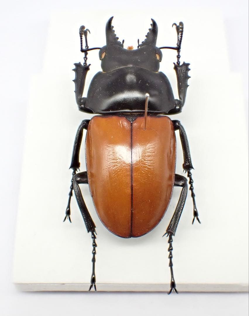 標本　二ティドゥスマルバネクワガタ　57㎜