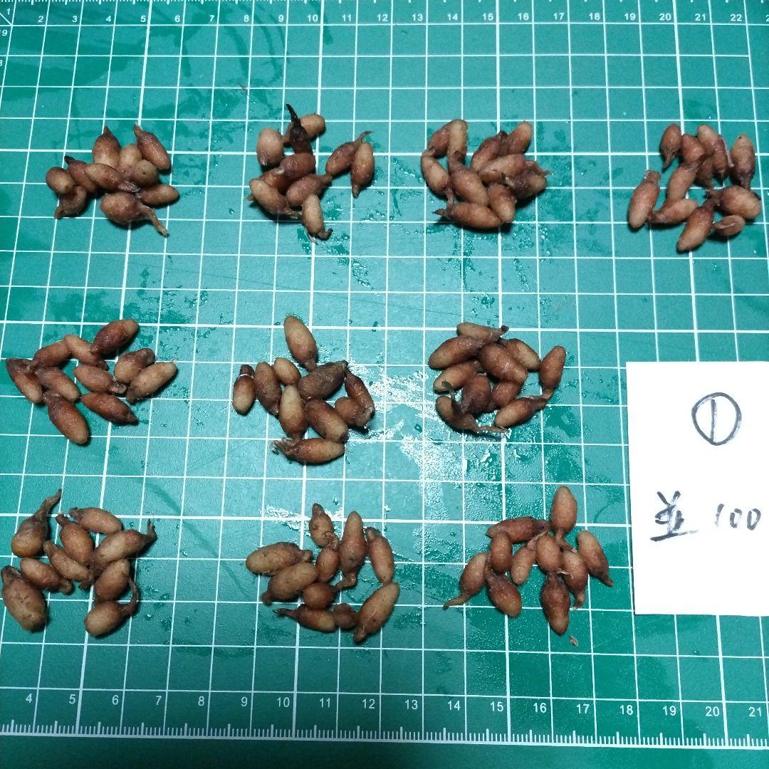 サギソウ　タピ