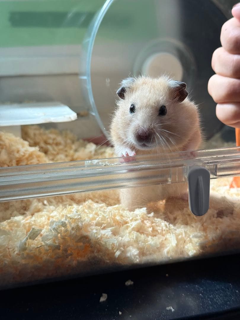 美品 Nikon 一眼レフカメラ D5300 オマケ多数 シャッター数14025