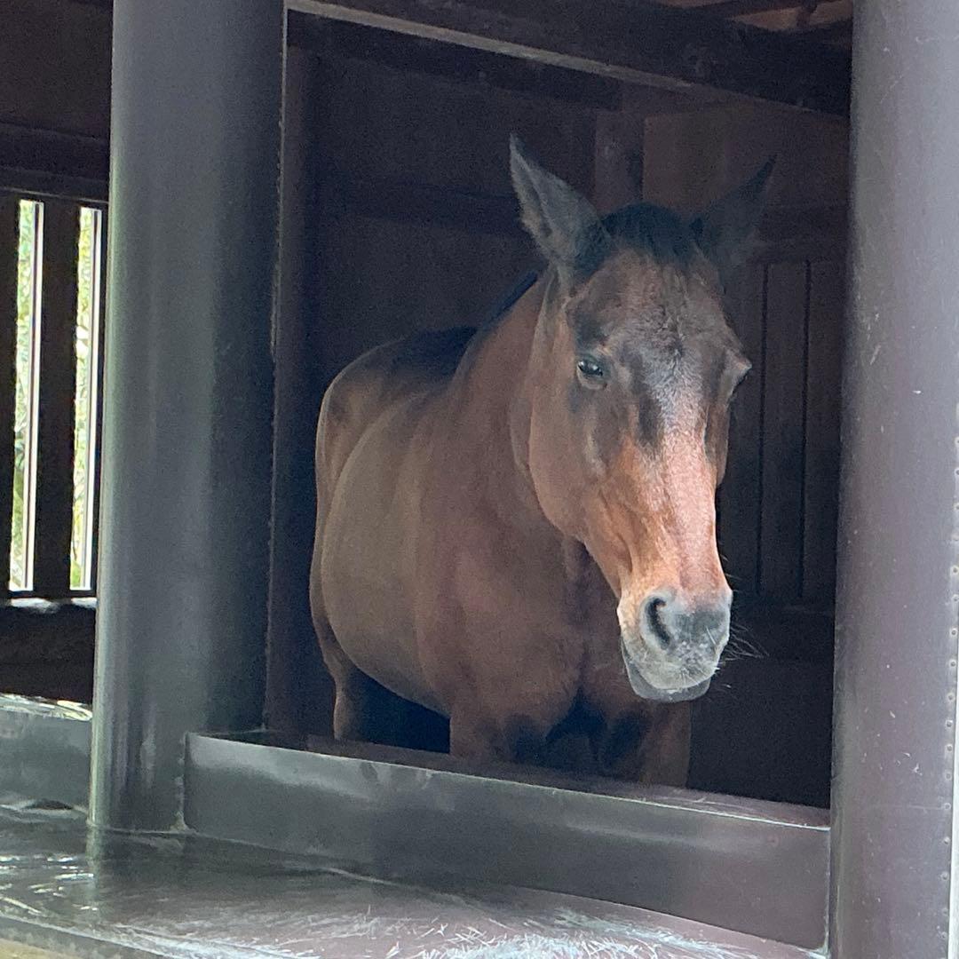 糸魚川翡翠　金山谷　勾玉　1点のみ‼︎