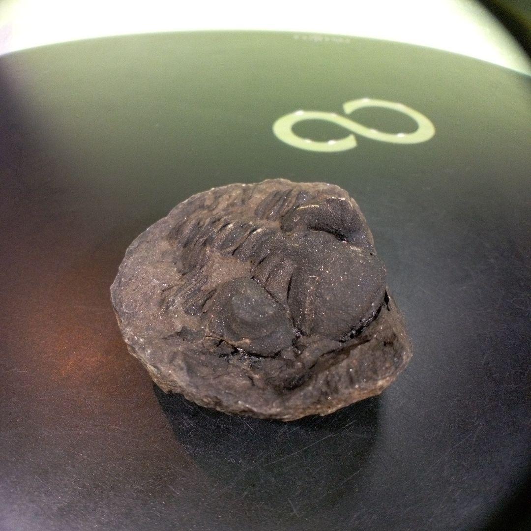 三葉虫　化石　fossil　ボリビア　trilobite　海生動物　三葉虫識別⑥