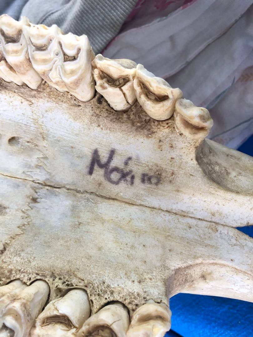 バッファロースカルヘッド、頭蓋骨、本物。