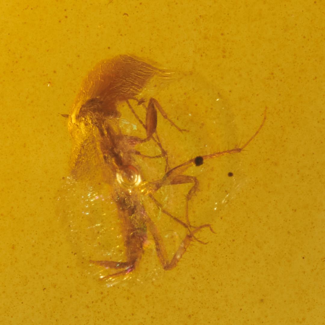 レア極上品 PA0095虫入り琥珀化石　ミャンマーカムティかタナイ9900万年前