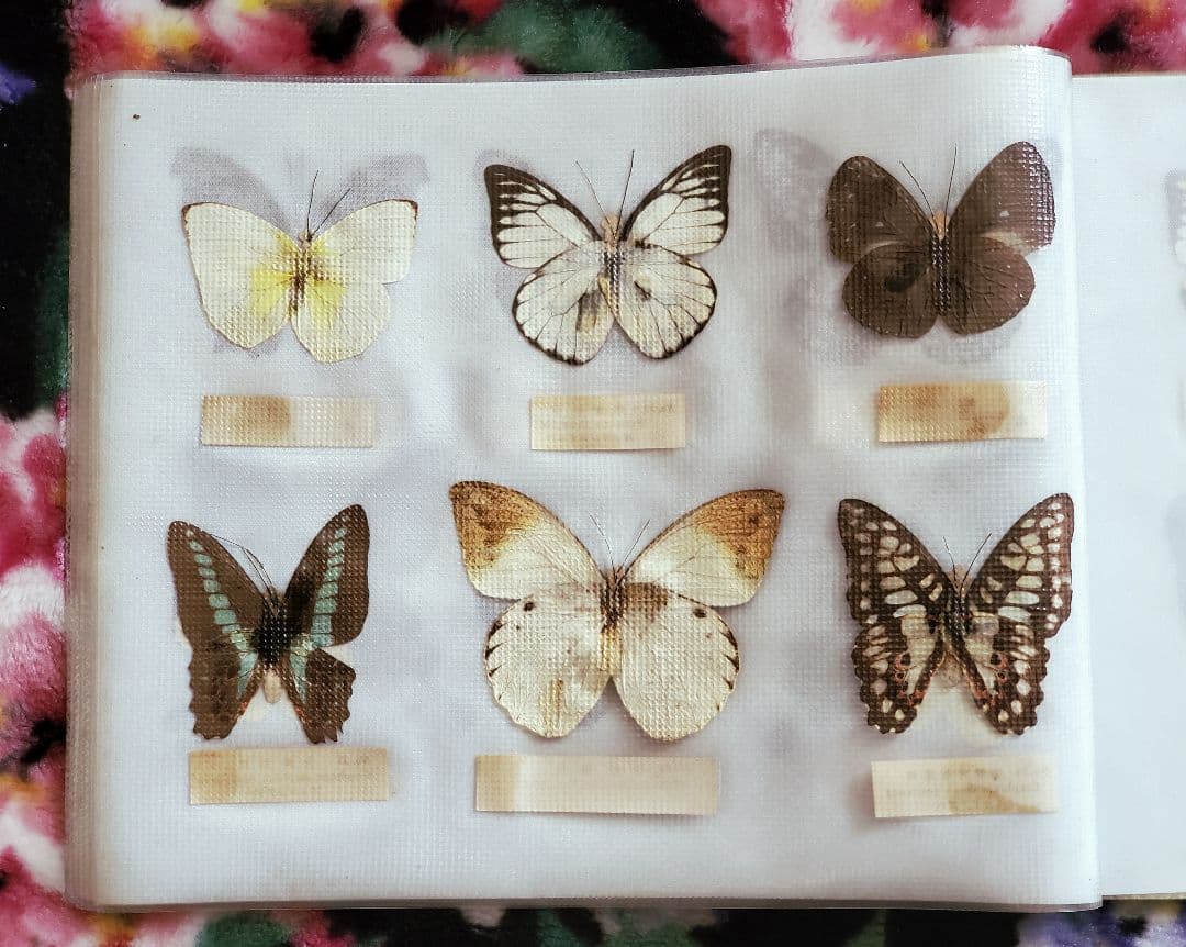 【1960年代当時物】☆蝶類標本☆『台湾産蝴蝶1/2』☆本物の蝶を100頭収録☆