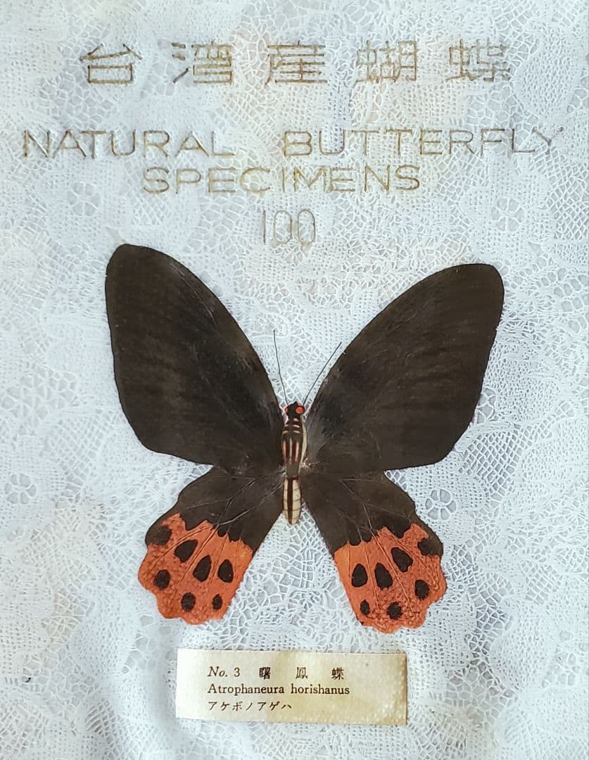 【1960年代当時物】☆蝶類標本☆『台湾産蝴蝶1/2』☆本物の蝶を100頭収録☆