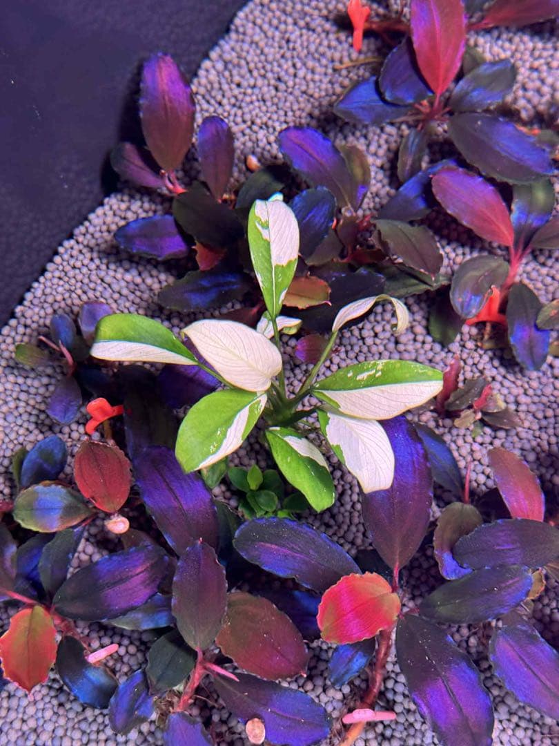 斑入りパンダアヌビアス1株