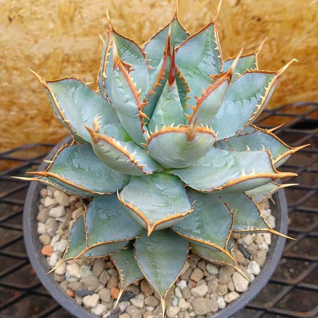 アガベ　HYBRID　子株