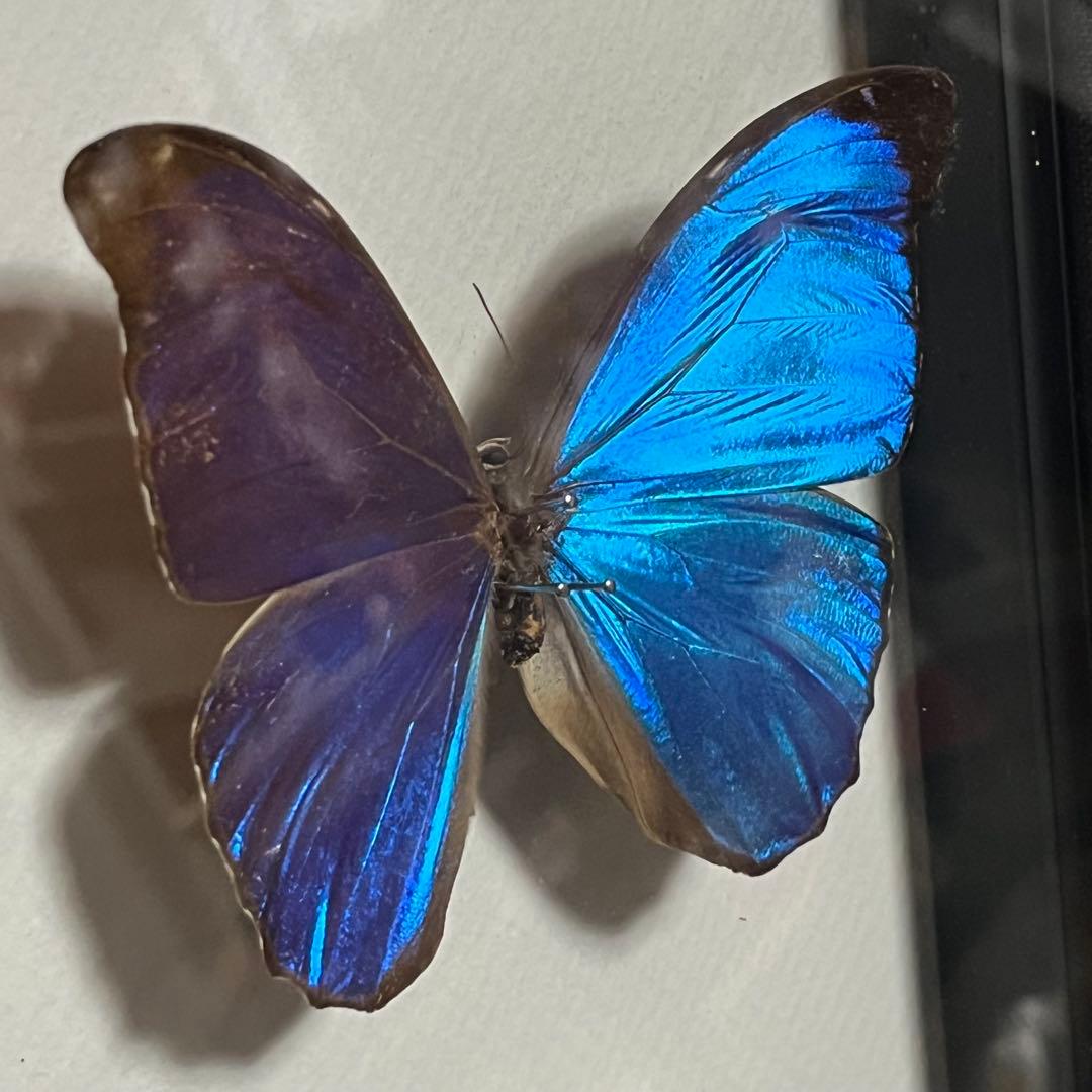 モルフォチョウ　大型個体　標本
