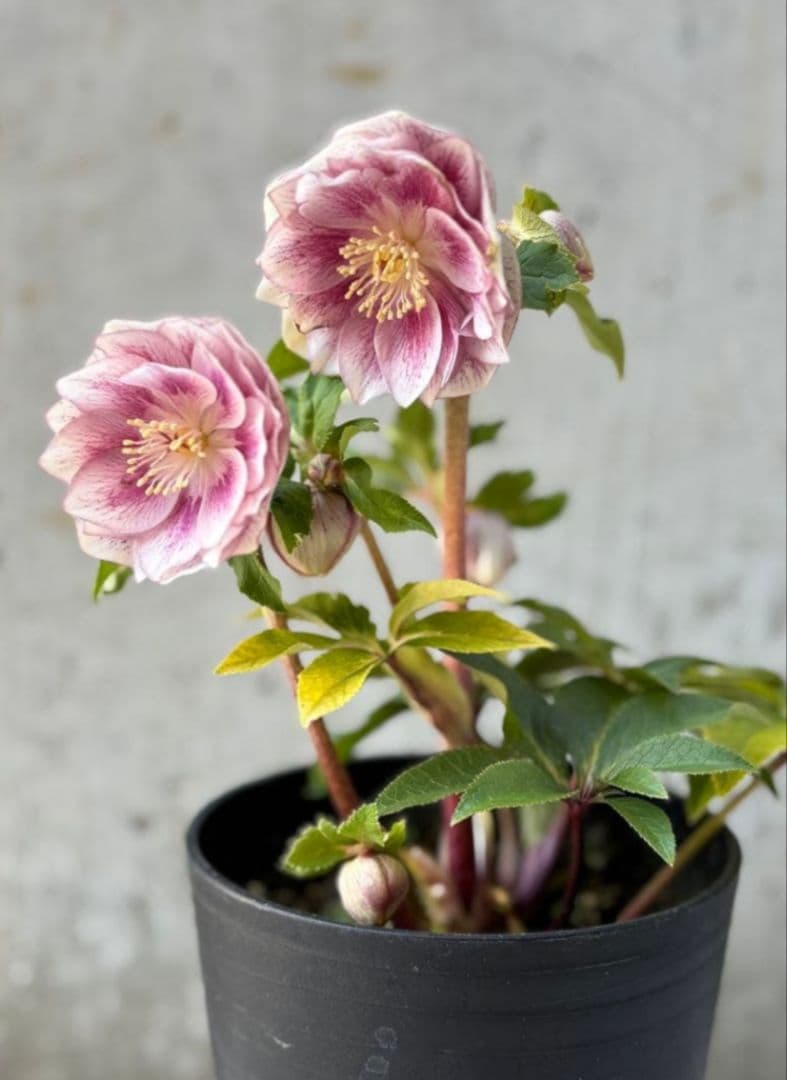 ✭クリスマスローズ:広瀬園芸•　【リバーシブル　ピンクベイン　オーレア 】