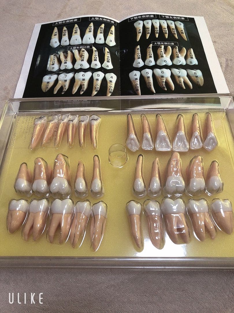 2.5倍大複製根模型歯 [B10-330] 歯の模型