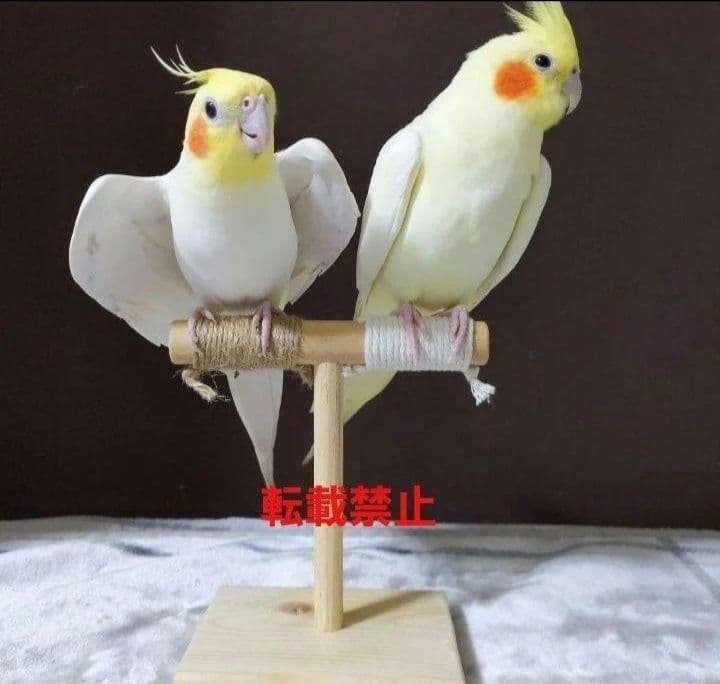 g157　止まり木　Tパーチ　スタンド　バードトイ　フォージングトイ色々セット