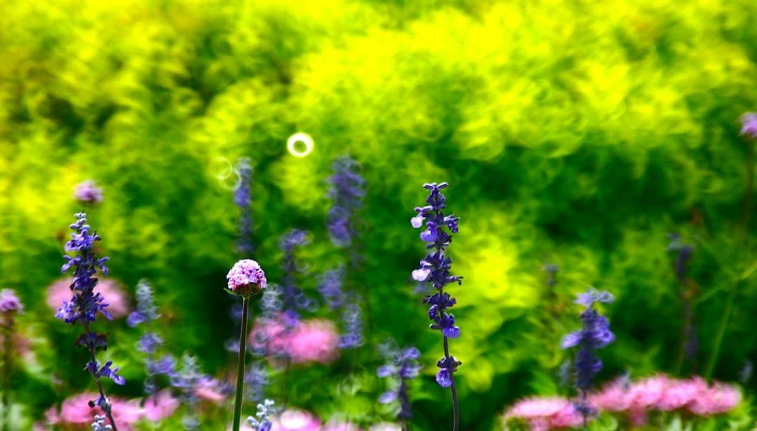 あ様　CANON　EOS　KissX　広角から望遠まで　初心者　一眼レフ