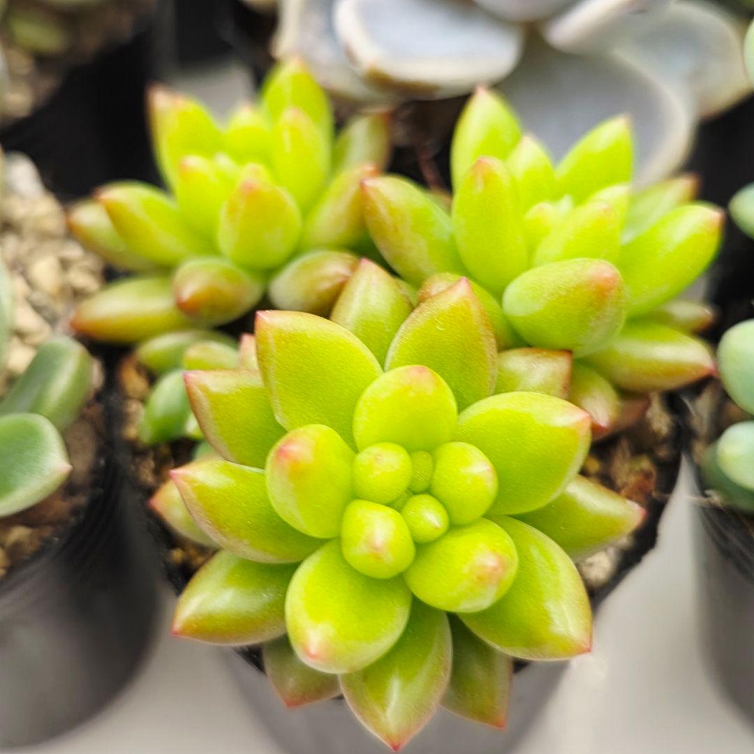 ②全15苗 つぶつぶ屋さん クラッカー❣️あられ❣️ピノチオ❣️発根済ネコポス込