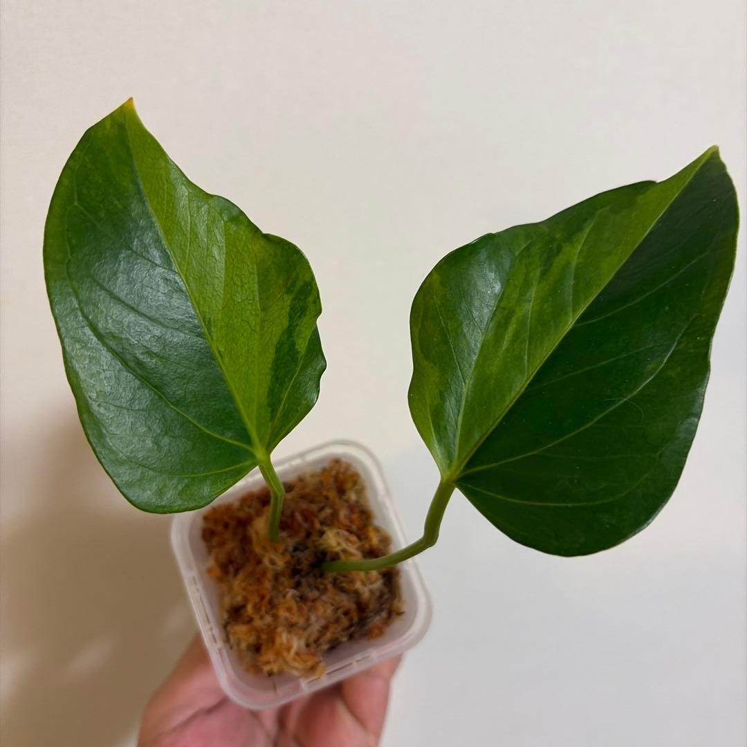 g*き様 希少　アンスリウム　シボリ　グリーンオングリーン 斑入り