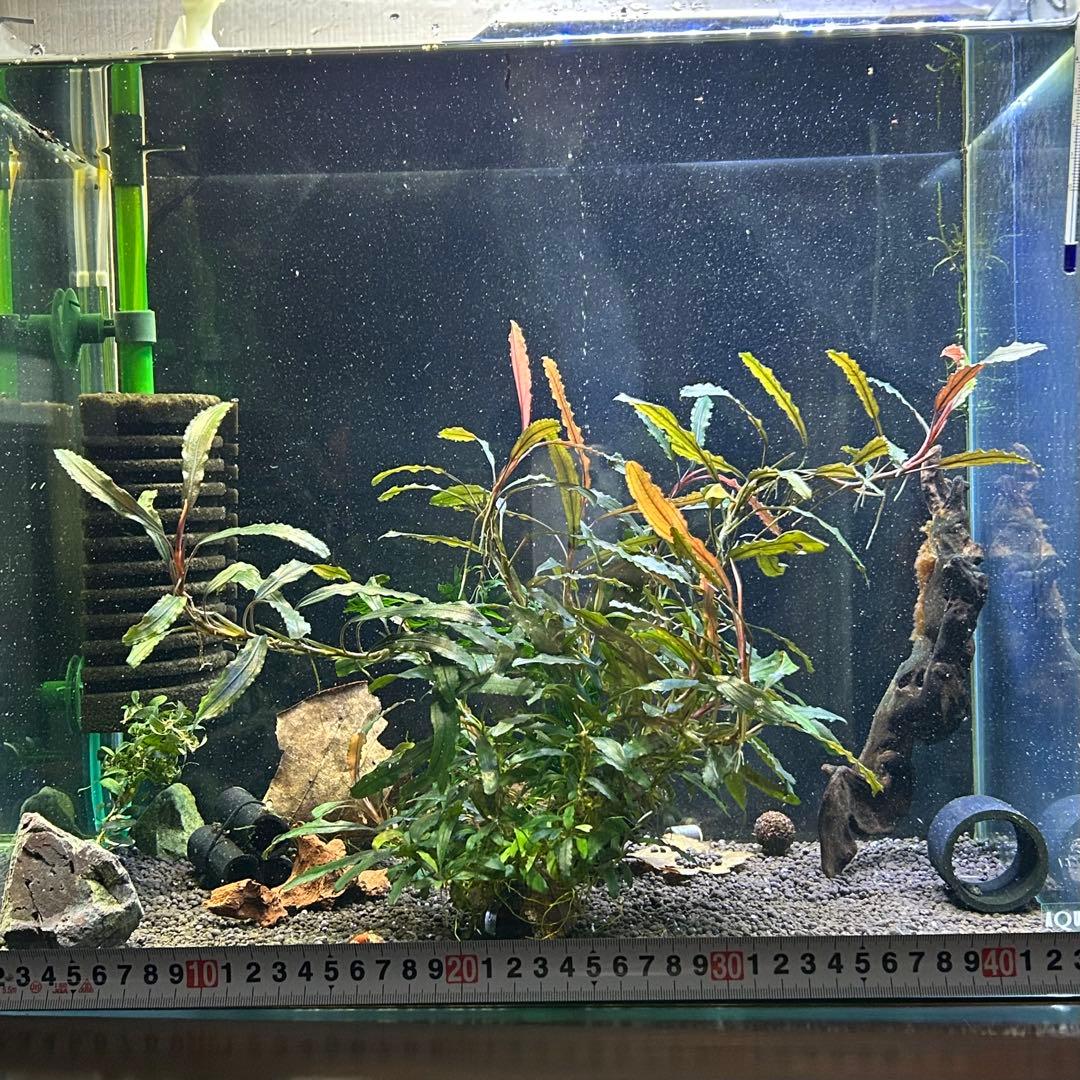 ブセファランドラ sp. クアラクアヤン 超大株 無農薬 水中葉