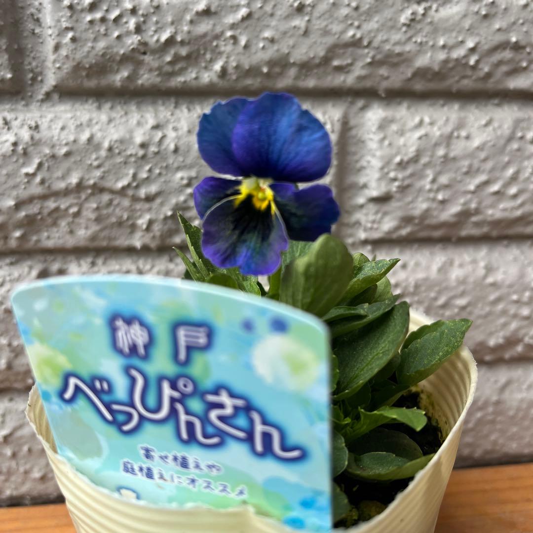 M*I様 神戸べっぴんさん