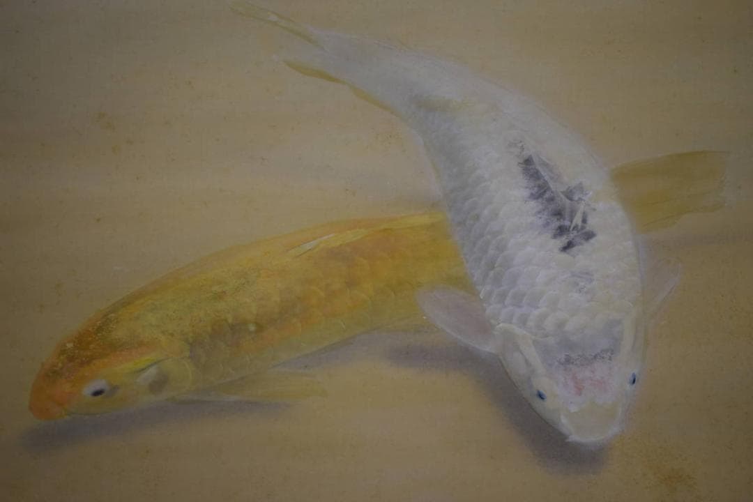 真作/梶喜一/双鯉/桐共二重箱付/布袋屋掛軸HH-34