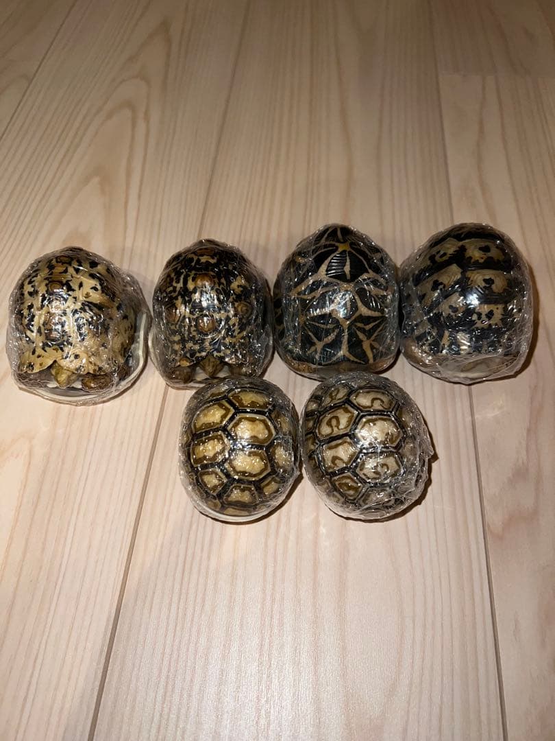 生き物大図鑑　リクガメガチャ　6個セット