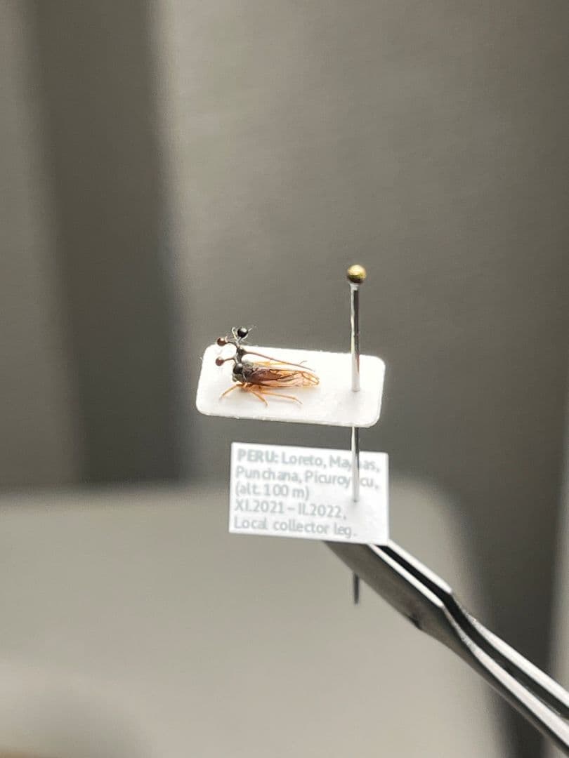 【学名珍々】ヨツコブツノゼミ 標本ボッキディウム・チンチンナブリフェルムハゴロモ