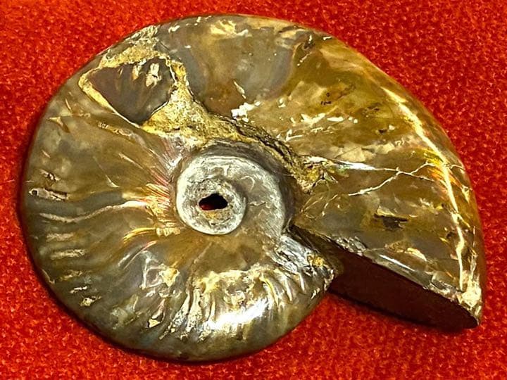 マダガスカル産のアンモナイトの化石