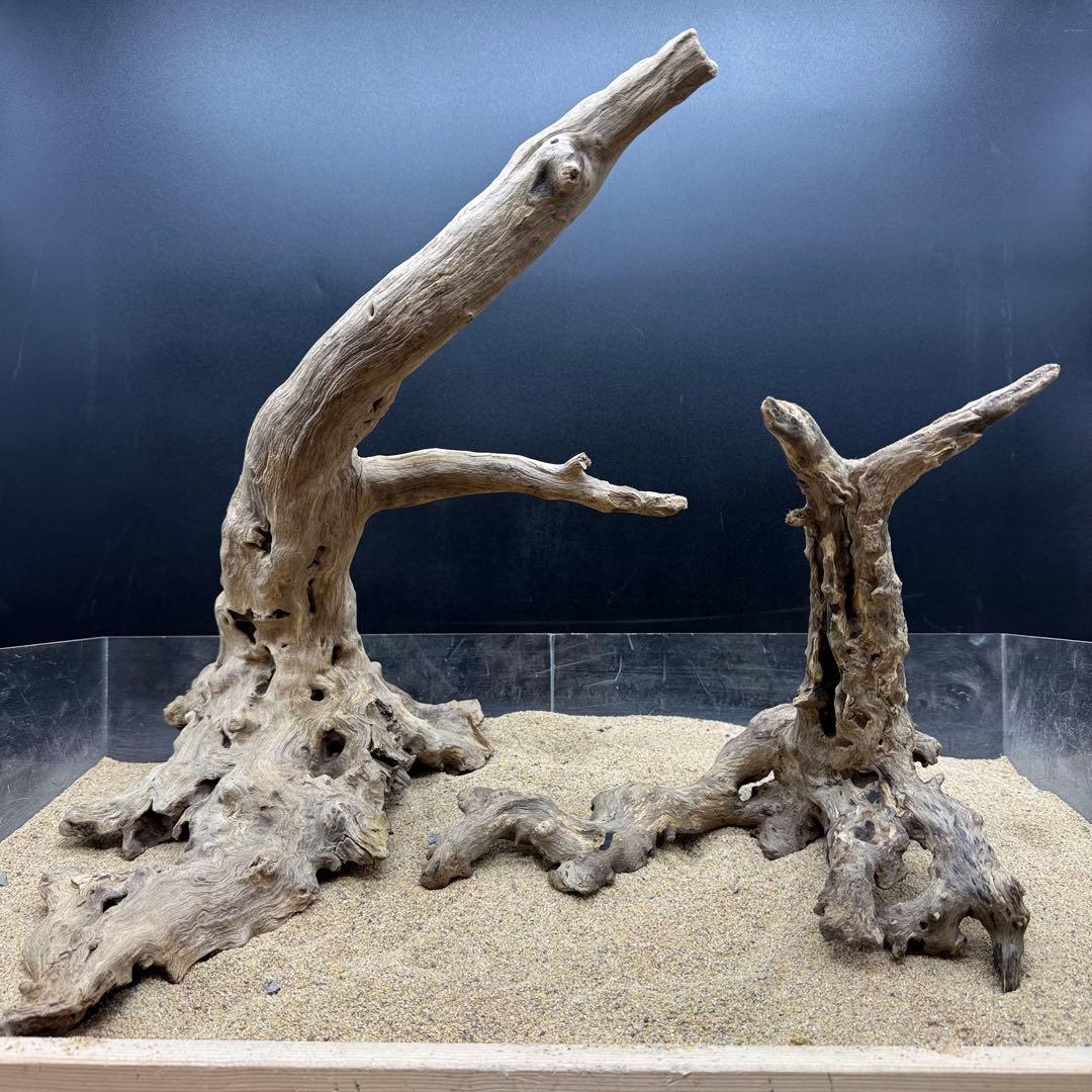 MJW-7215 「特大」ジンジャーウッド2本セット　天然流木 アクアリウム