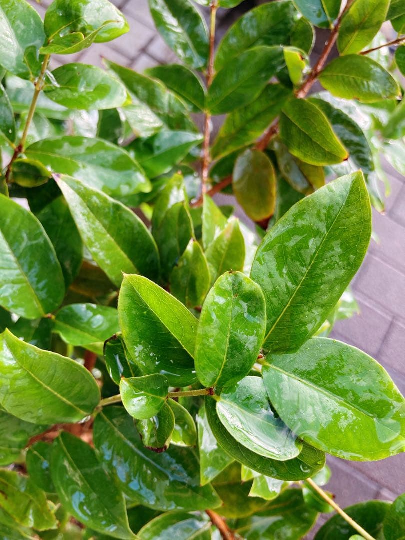 ジャボチカバ　送料無料