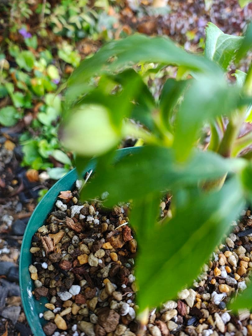 クリスマスローズ　大木ナーサリー　原種交配　超小輪