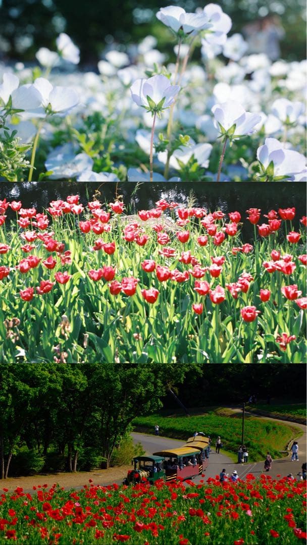 FUJIFILM X-M5 フラッシュ無し