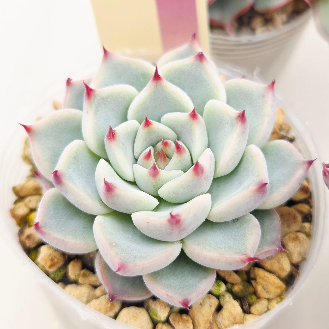 M*˚様 ⑲大きめ苗! そわそわ❣️青鬼❣️龍鱗蓮華❣️おらいさん発根済 6苗メ