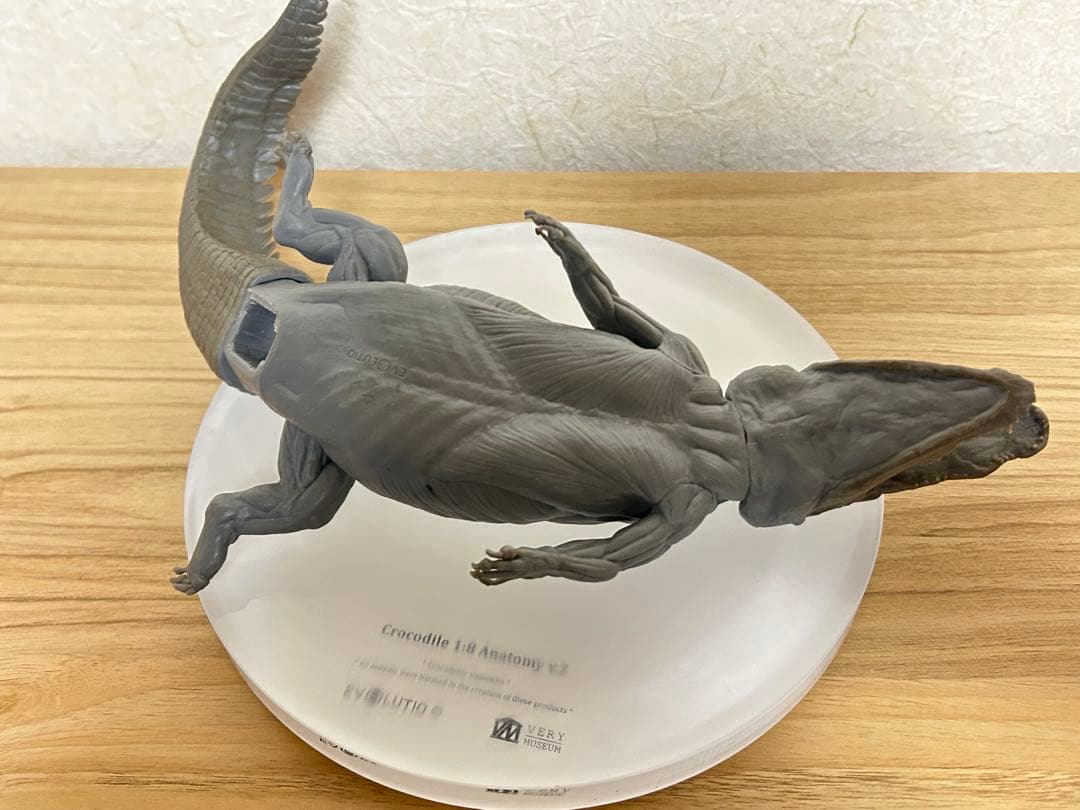 VM Crocodile 1:8 Anatomy v.2 ワニ　フィギュア
