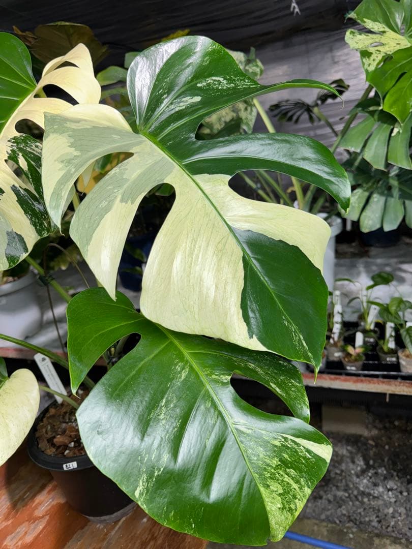 BS1モンステラ　ボルギシアナ　x デリシオーサ　ミント　美株