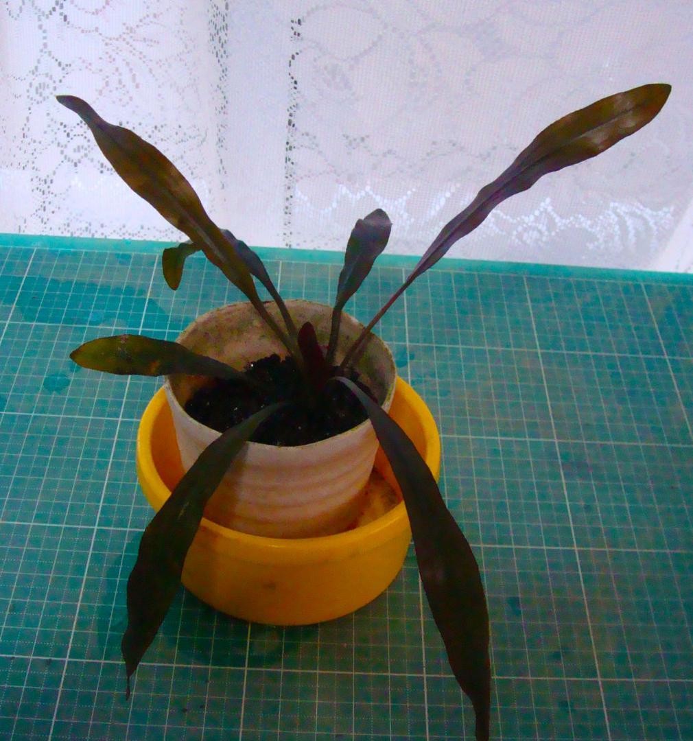 Y*o様 エキノドルス ホレマニー ブラッドレッド