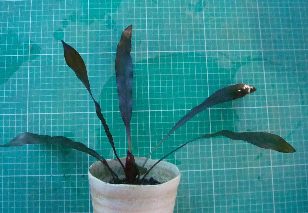 Y*o様 エキノドルス ホレマニー ブラッドレッド