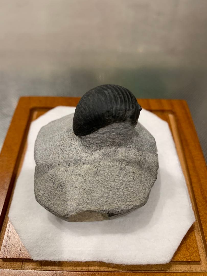 三葉虫　Parahomalonotus planus パラホマロノトゥス　化石