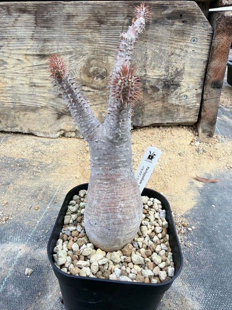 GP パキポディウム マカイエンセ　現地球