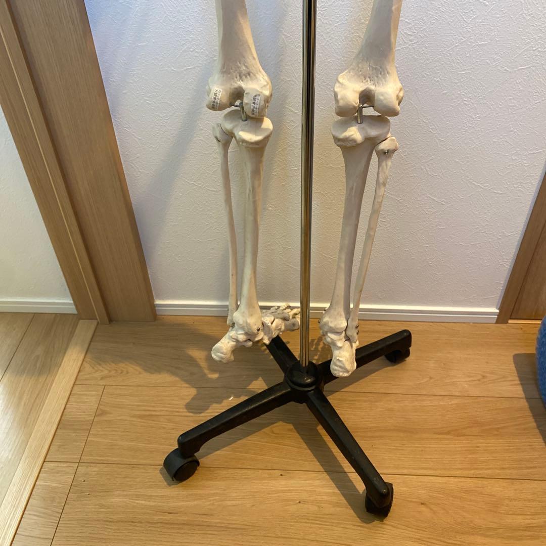 骨格模型　等身大サイズ
